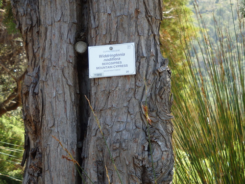 Kirstenbosch National Botanical Garden.